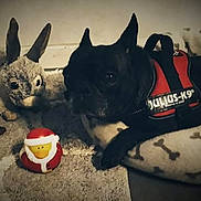 Fiona a rejoint le concours — aidez-le/la à gagner de superbes lots ! bulldog, carnivoran, dog, dog_breed, dog_like_mammal, french_bulldog, non_sporting_group, snout