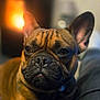 Vaillant a rejoint le concours — aidez-le/la à gagner de superbes lots ! dog, french_bulldog, pet, indoor, cozy, fireplace, blurred_background, close_up, brown_fur, relaxed, animal, companion, house, warm_light, portrait, snout, ears, sitting, cute, calm