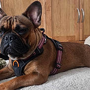 Vaillant a rejoint le concours — aidez-le/la à gagner de superbes lots ! dog, french_bulldog, pet, indoor, carpet, wooden_cabinet, harness, toy, plush, resting, brown, short_hair, ear, face, animal, cute, floor, cushion, relaxed, home