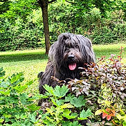 Normann a rejoint le concours — aidez-le/la à gagner de superbes lots ! dog, shaggy_dog, greenery, foliage, tree, grass, outdoor, nature, pet, tongue_out, happy, bushes, leaves, garden, animal, cute, playful, summer, canine, park