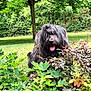 dog, shaggy_dog, greenery, foliage, tree, grass, outdoor, nature, pet, tongue_out, happy, bushes, leaves, garden, animal, cute, playful, summer, canine, park