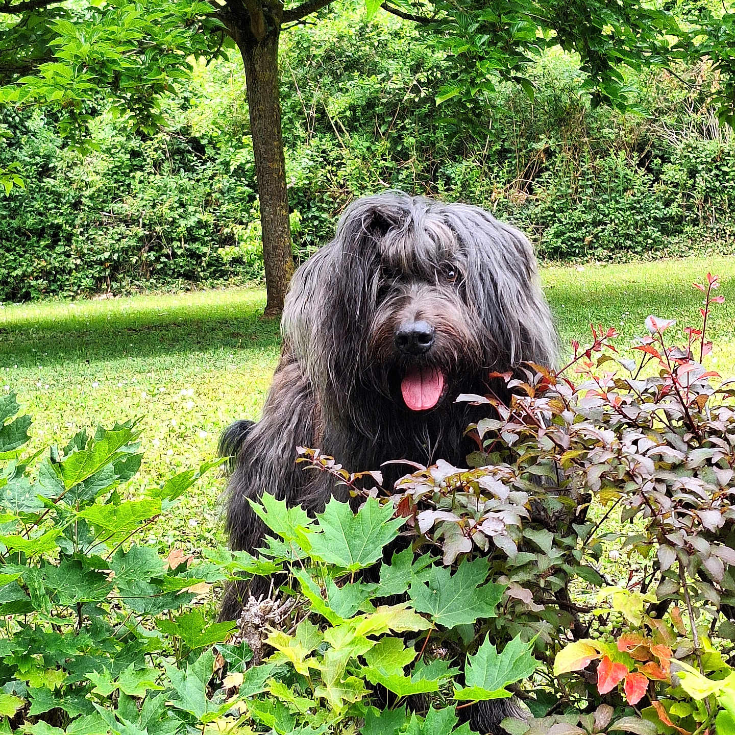 Normann a rejoint le concours — aidez-le/la à gagner de superbes lots ! animal, bushes, canine, cute, dog, foliage, garden, grass, greenery, happy, leaves, nature, outdoor, park, pet, playful, shaggy_dog, summer, tongue_out, tree