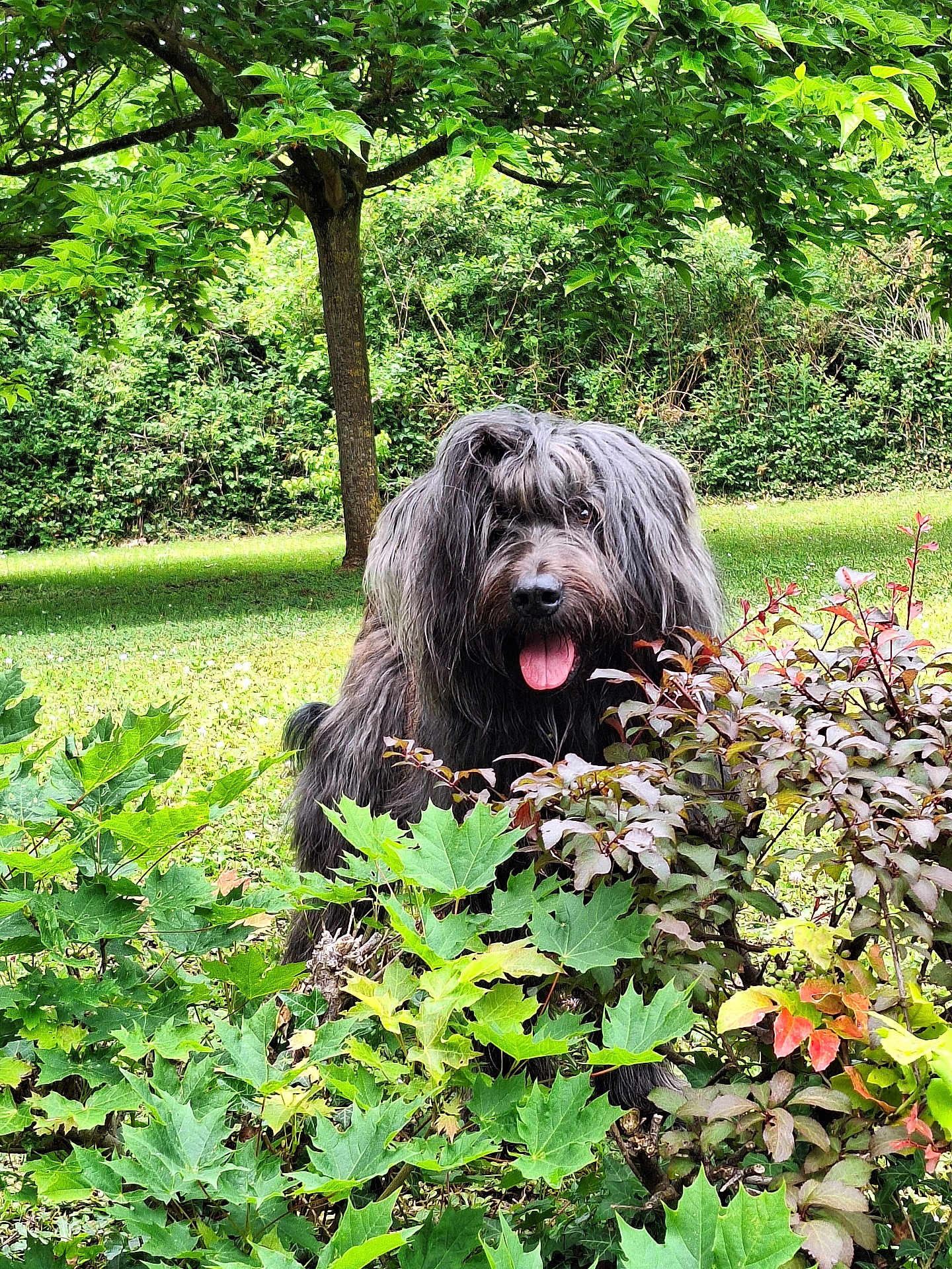 Normann a rejoint le concours — aidez-le/la à gagner de superbes lots ! dog, shaggy_dog, greenery, foliage, tree, grass, outdoor, nature, pet, tongue_out, happy, bushes, leaves, garden, animal, cute, playful, summer, canine, park