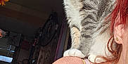 Tabby joined the competition — help win amazing prizes! animal, bell, cat, chain_necklace, clothing, collar, domestic, earring, freckles, fur, indoor, person, pet, pink, portrait, shoulder, sunlight, tabby, window, yellow