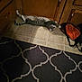 cat, indoor, floor, tile, wooden_cabinet, carpet, pattern, backpack, pet, animal, stretching, motion_blur, home, cozy, domestic, feline, gray_cat, white_cat, kitchen, relaxing