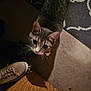 Tabby is registered to the contest to win money with this photo: cat, tabby, indoor, carpet, wooden_floor, shoe, sneaker, pet, animal, curious, feline, domestic, whiskers, ears, flooring, dim_light, looking_up, blur, shadow, home