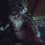 Tabby joined the competition — help win amazing prizes! cat, tabby, pet, animal, indoor, collar, pink_bell, paw, fur, hand, bracelet, dark, grainy, blurred, closeup, mammal, feline, domestic, holding, person