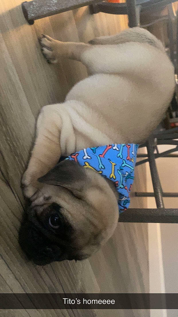 Tito is registered to the contest to win money with this photo: abdomen, carnivore, chest, comfort, companion_dog, dog, dog_breed, elbow, electric_blue, fawn, flesh, fur, gesture, human_leg, knee, trunk, wood, working_animal, wrinkle, wrist