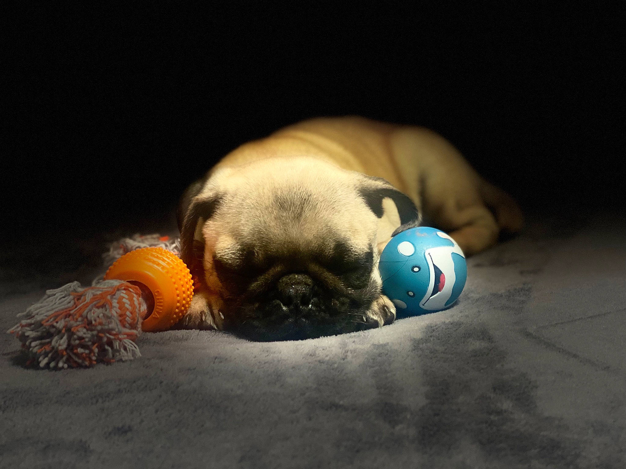 Tito joined the competition — help win amazing prizes! canidae, carnivore, companion_dog, dog, dog_breed, dog_supply, electric_blue, fawn, macro_photography, paw, pug, snout, sporting_group, still_life_photography, terrestrial_animal, toy, toy_dog, whiskers, wildlife, working_animal