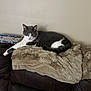Tinsel is registered to the contest to win money with this photo: cat, gray_and_white, feline, pet, animal, fluffy_blanket, blanket, leather_couch, furniture, indoor, relaxed, resting, looking, calm, cozy, home, domestic, mammal, cute, sitting
