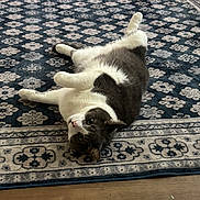 Tinsel joined the competition — help win amazing prizes! cat, indoor, rug, patterned_rug, gray_and_white, pet, floor, wooden_floor, relaxing, lying_down, curious, feline, home, cozy, domestic_animal, cute, whiskers, paws, fur, resting