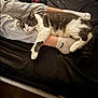 Tinsel joined the competition — help win amazing prizes! cat, pet, sleeping, resting, legs, socks, grey_sweatpants, black_bedspread, indoor, feline, white_paws, striped_tail, relaxed, cozy, domestic_animal, fur, cute, animal, soft, comfort