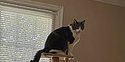 Tinsel is registered to the contest to win money with this photo: cat, cat_tree, indoor, window, blinds, beige_wall, pet, animal, feline, curious, perched, rope, box, natural_light, domestic, home, quiet, looking, gray_cat, white_cat