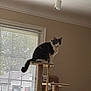 cat, cat_tree, indoor, window, blinds, beige_wall, pet, animal, feline, curious, perched, rope, box, natural_light, domestic, home, quiet, looking, gray_cat, white_cat