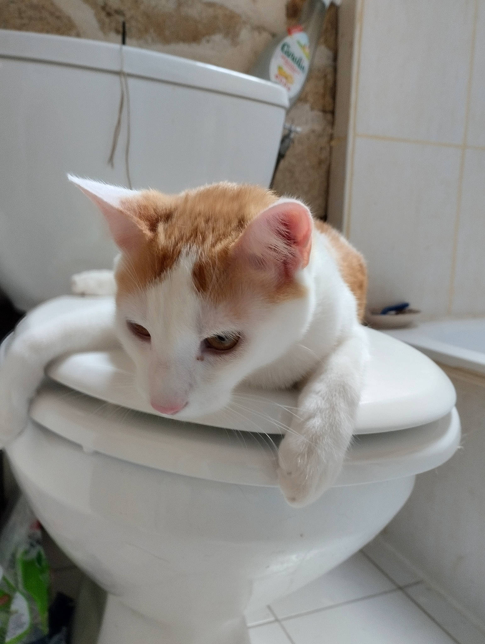 Joao a rejoint le concours — aidez-le/la à gagner de superbes lots ! bathroom, carnivore, cat, ceramic, collar, comfort, domestic_short_haired_cat, felidae, fur, paw, pet_supply, plant, plumbing, plumbing_fixture, porcelain, small_to_medium_sized_cats, snout, tail, toilet, whiskers