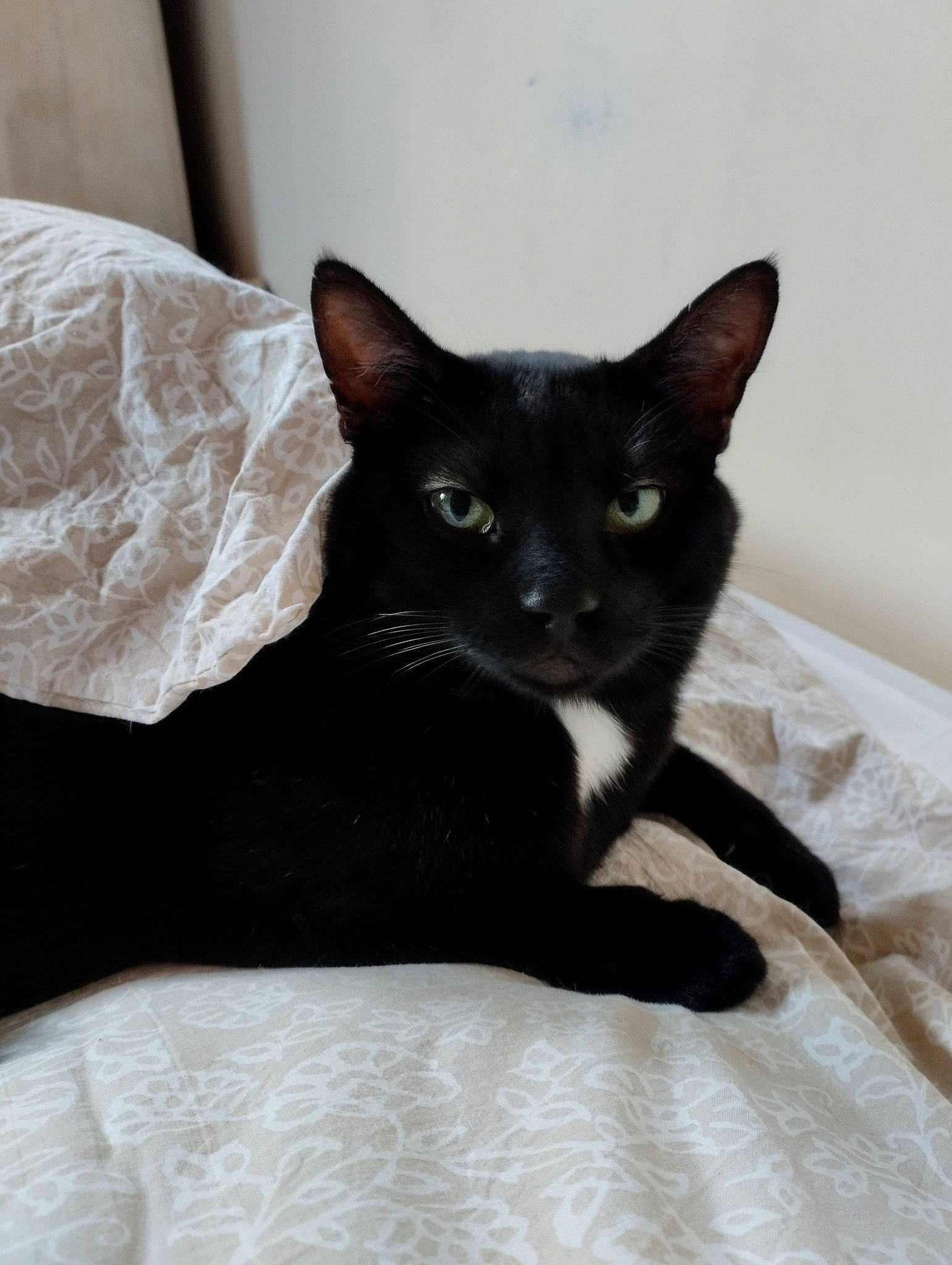 Shawaï a rejoint le concours — aidez-le/la à gagner de superbes lots ! black_cat, bombay, carnivore, cat, comfort, domestic_short_haired_cat, felidae, fur, grey, havana_brown, small_to_medium_sized_cats, snout, tail, whiskers