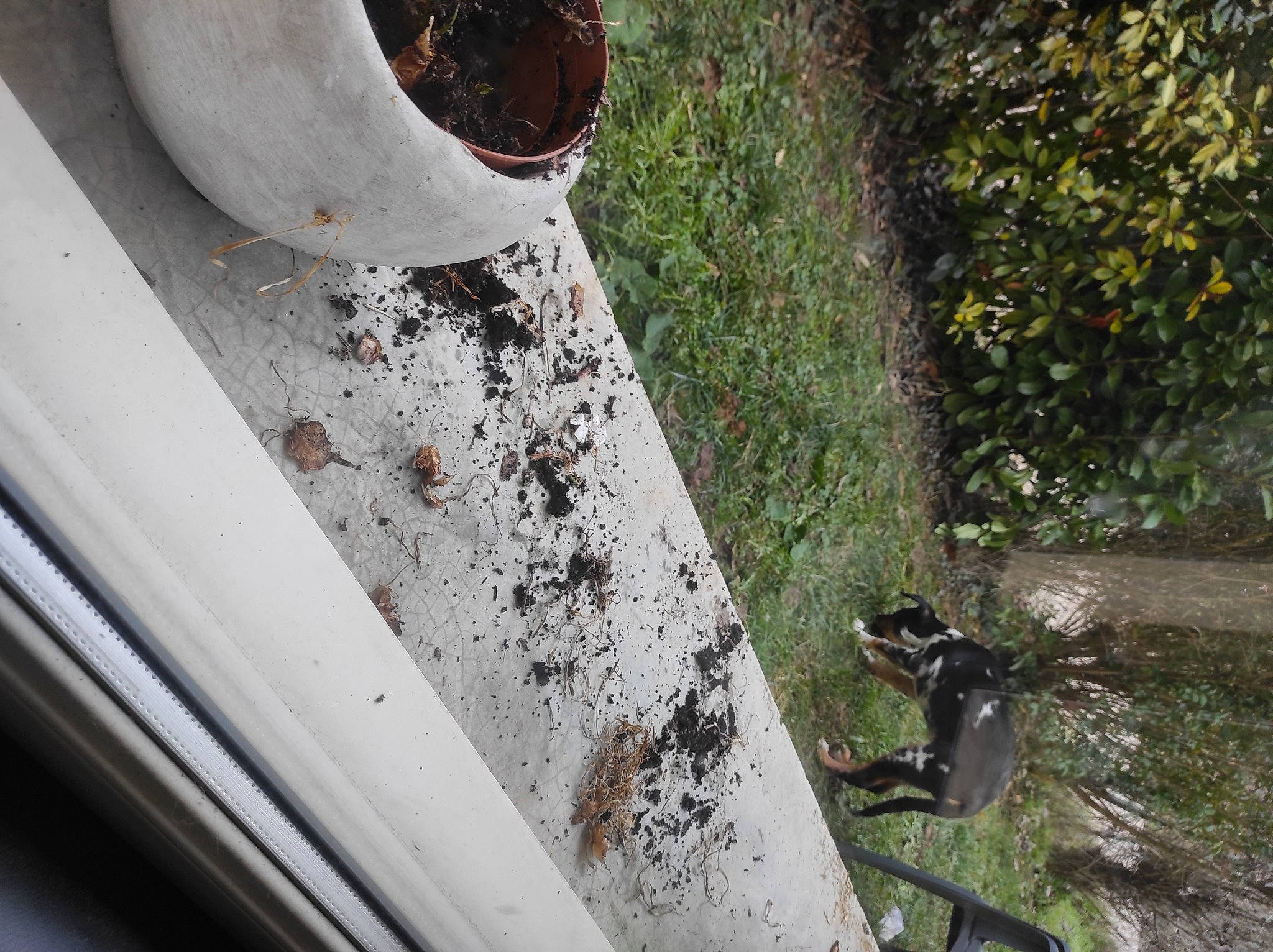 Tokyo participe au concours pour gagner de l'argent avec cette photo : automotive_exterior, building, carnivore, concrete, drainage, felidae, grass, handrail, metal, pipe, plant, plumbing, roof, small_to_medium_sized_cats, soil, stairs, tail, wall, window, wood