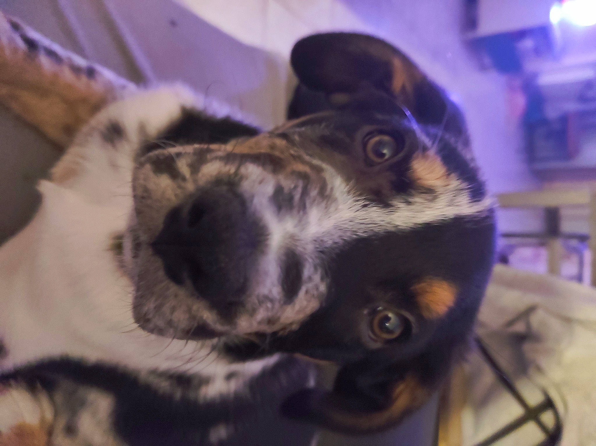 Tokyo participe au concours pour gagner de l'argent avec cette photo : canidae, carnivore, cloud, companion_dog, dog, dog_breed, ear, electric_blue, fur, guard_dog, metal, paw, puppy, sky, snout, sporting_group, whiskers, working_animal, working_dog