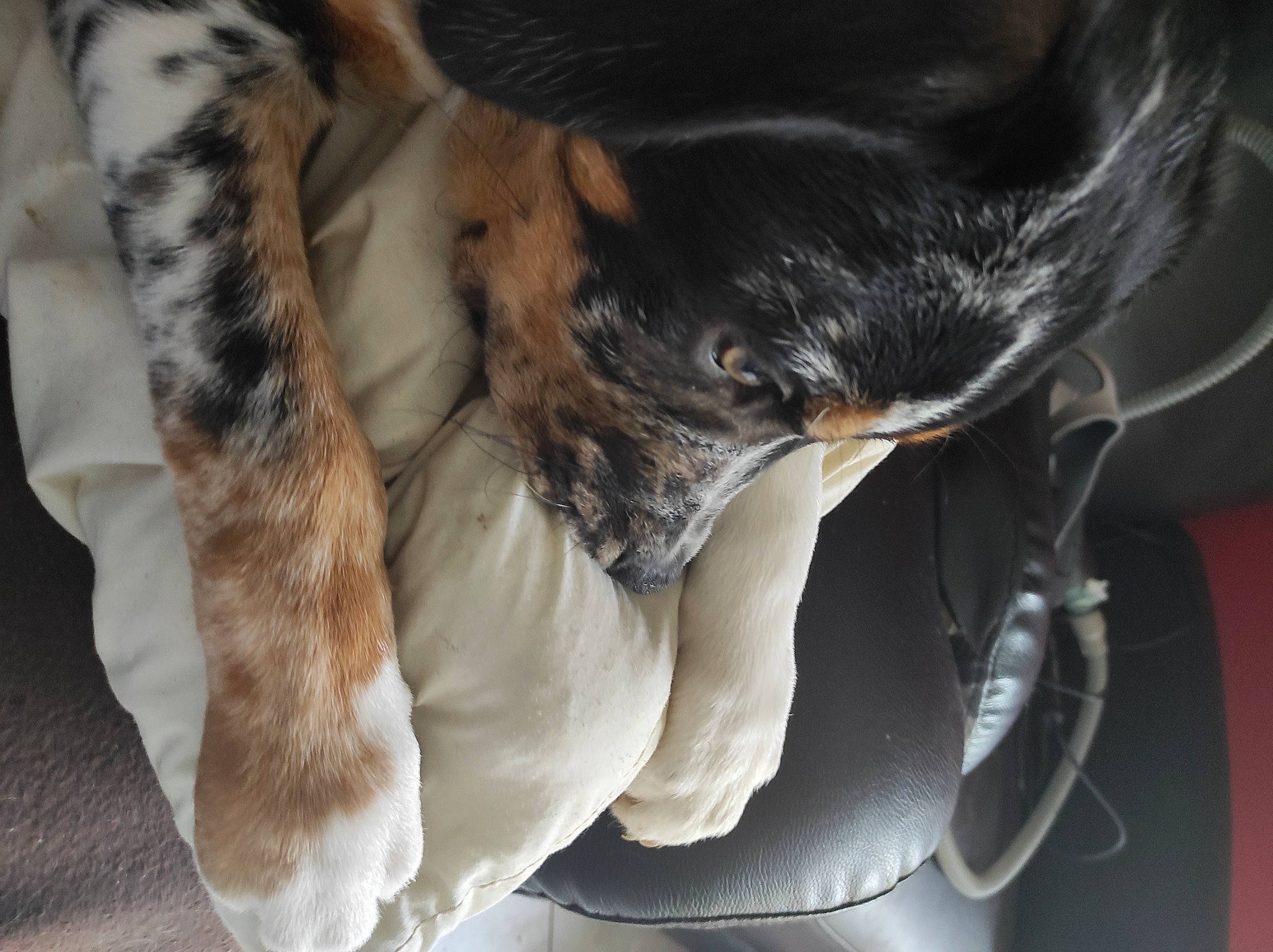 Tokyo a rejoint le concours — aidez-le/la à gagner de superbes lots ! beak, bird, carnivore, cat, claw, comfort, companion_dog, dog_breed, domestic_short_haired_cat, fawn, feather, felidae, fur, gesture, human_leg, paw, small_to_medium_sized_cats, tail, whiskers, wing