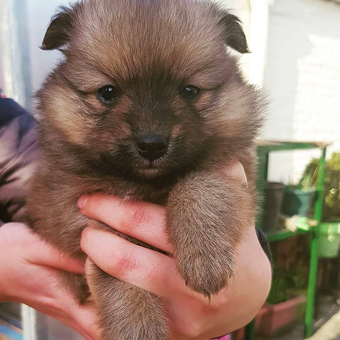 Réglisse participe au concours pour gagner de l'argent avec cette photo : canidae, carnivore, companion_dog, dog, dog_breed, eurasier, fawn, german_spitz, german_spitz_klein, german_spitz_mittel, keeshond, mammal, non_sporting_group, pomeranian, puppy, spitz, vertebrate