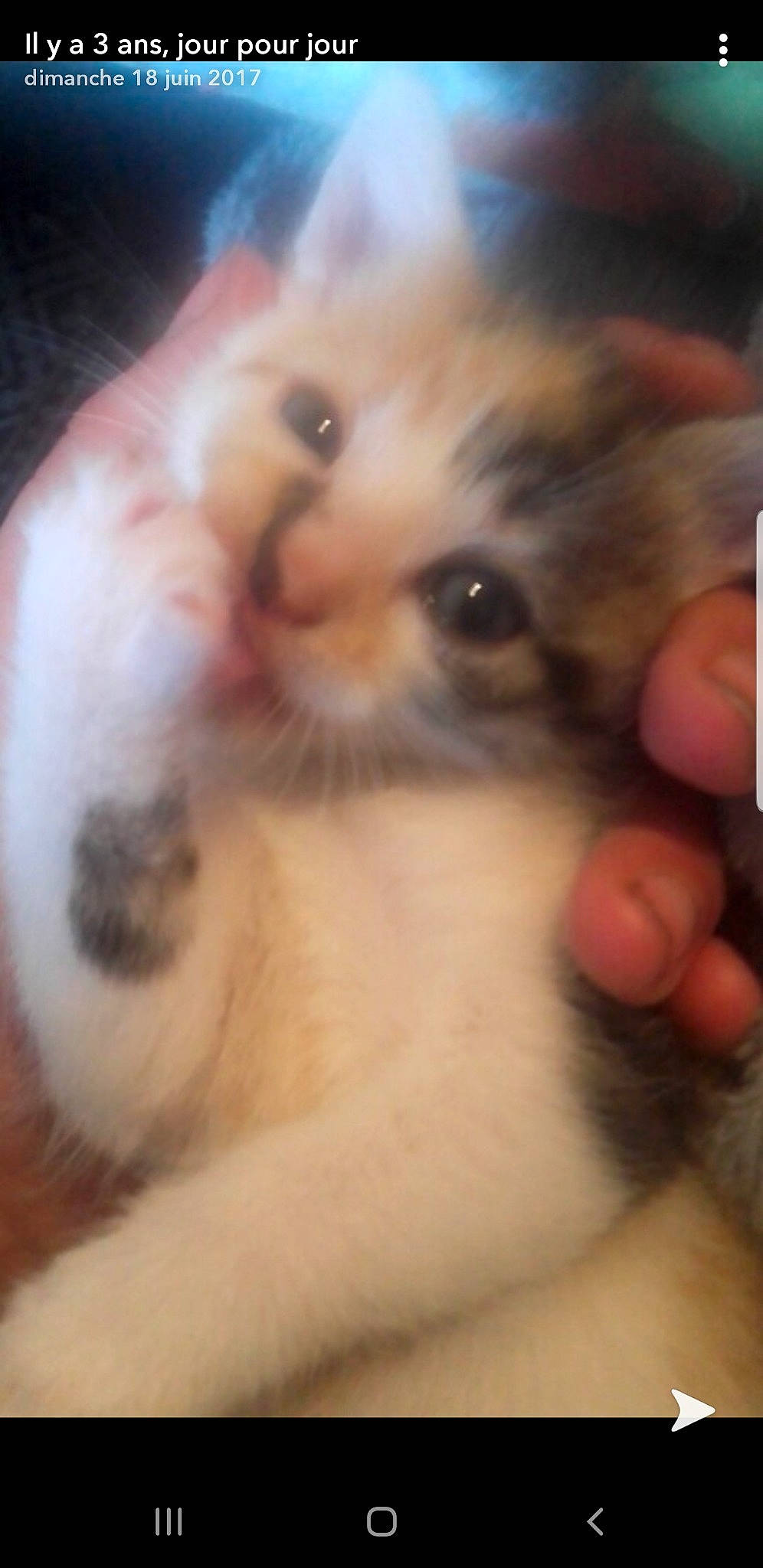 Moumoune a rejoint le concours — aidez-le/la à gagner de superbes lots ! asian, carnivore, cat, claw, close_up, eye, fawn, felidae, fur, kitten, mammal, nose, paw, photo_caption, photography, polydactyl_cat, ragdoll, small_to_medium_sized_cats, snout, whiskers