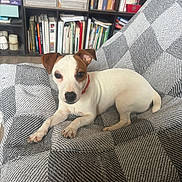 Athena participe au concours pour gagner de l'argent avec cette photo : dog, small_dog, puppy, white_dog, brown_ear, red_collar, blanket, checkered_blanket, indoor, bookshelf, books, candles, furniture, pet, cute, resting, curious, cozy, living_room, relaxed
