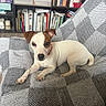 dog, small_dog, puppy, white_dog, brown_ear, red_collar, blanket, checkered_blanket, indoor, bookshelf, books, candles, furniture, pet, cute, resting, curious, cozy, living_room, relaxed
