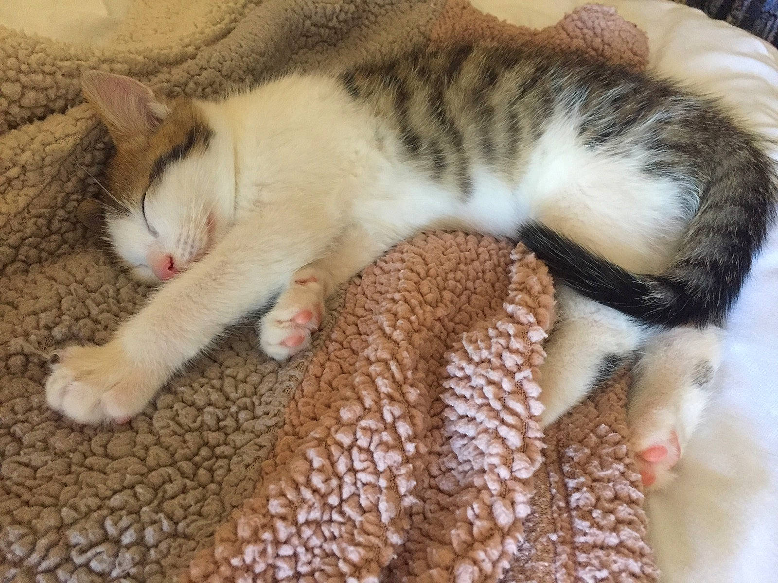 Kookie participe au concours pour gagner de l'argent avec cette photo : aegean_cat, american_wirehair, carnivore, cat, domestic_short_haired_cat, european_shorthair, eye, felidae, fur, kitten, mammal, nap, paw, polydactyl_cat, skin, sleep, small_to_medium_sized_cats, tabby_cat, tail, whiskers