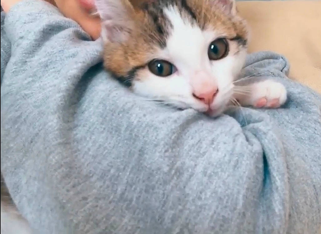 Kookie participe au concours pour gagner de l'argent avec cette photo : aegean_cat, american_wirehair, asian, carnivore, cat, close_up, domestic_short_haired_cat, european_shorthair, eye, felidae, fur, kitten, mammal, munchkin, nose, small_to_medium_sized_cats, snout, tabby_cat, vertebrate, whiskers