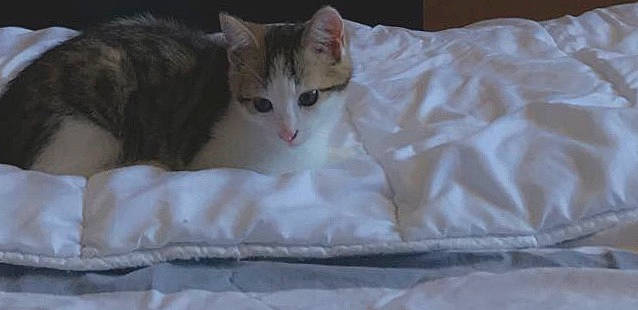 Kookie participe au concours pour gagner de l'argent avec cette photo : aegean_cat, arabian_mau, carnivore, cat, colorpoint_shorthair, domestic_short_haired_cat, european_shorthair, felidae, kitten, mammal, oriental_longhair, small_to_medium_sized_cats, whiskers