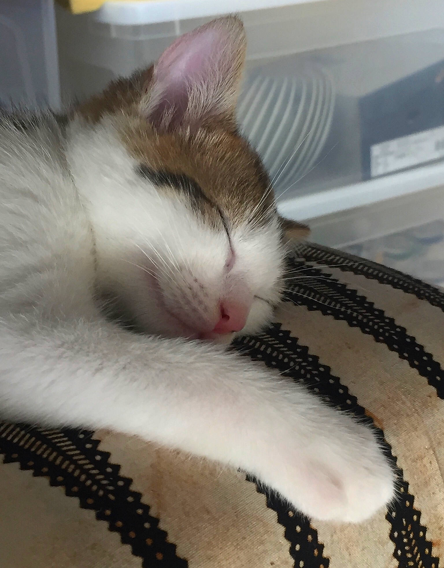 Kookie participe au concours pour gagner de l'argent avec cette photo : aegean_cat, american_wirehair, carnivore, cat, domestic_short_haired_cat, ear, european_shorthair, fawn, felidae, fur, kitten, nap, nose, paw, sleep, small_to_medium_sized_cats, snout, tail, whiskers