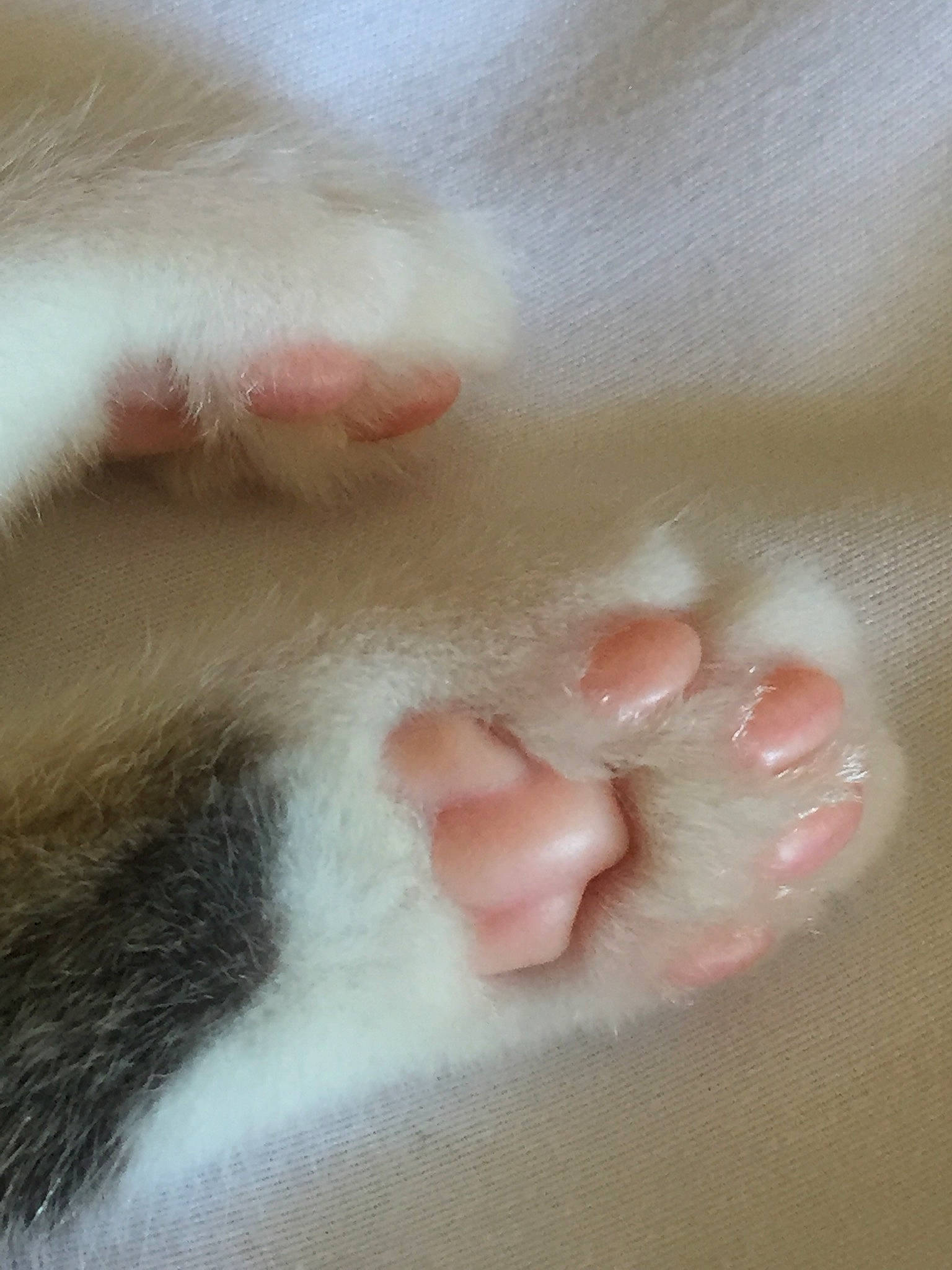 Kookie a rejoint le concours — aidez-le/la à gagner de superbes lots ! baby, cat, claw, close_up, ear, fawn, foot, hand, nail, nose, paw, polydactyl_cat, skin, snout, tail