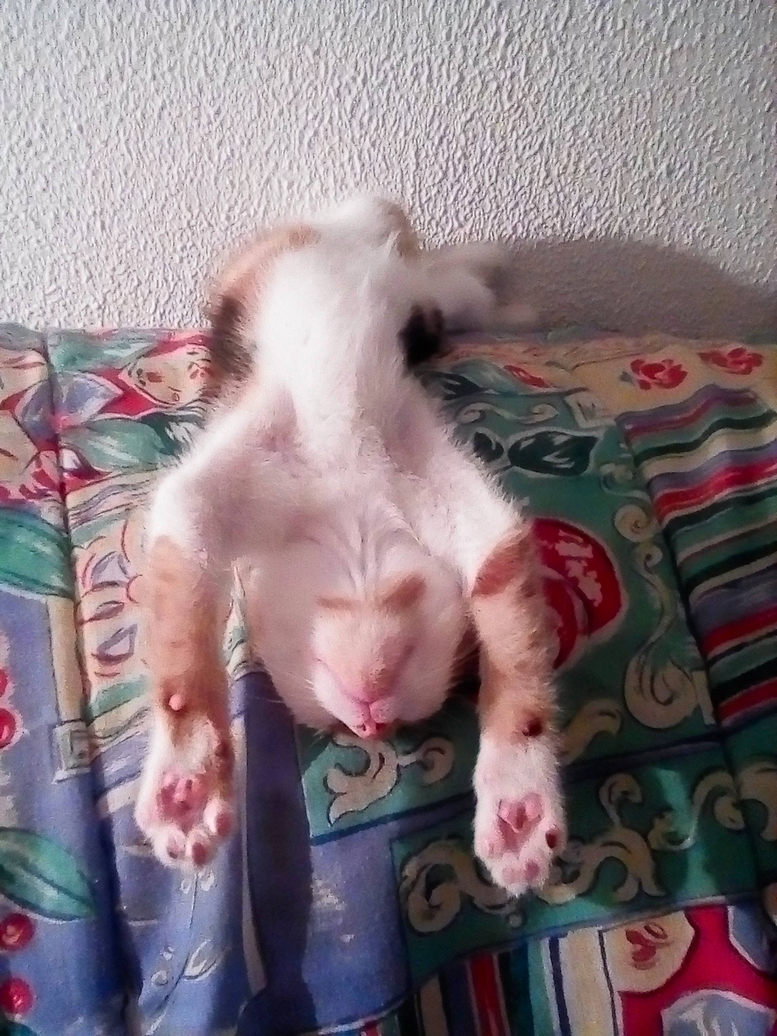 Cacahuette participe au concours pour gagner de l'argent avec cette photo : canidae, carnivore, cat, cornish_rex, dog_breed, fawn, felidae, kitten, small_to_medium_sized_cats, tail