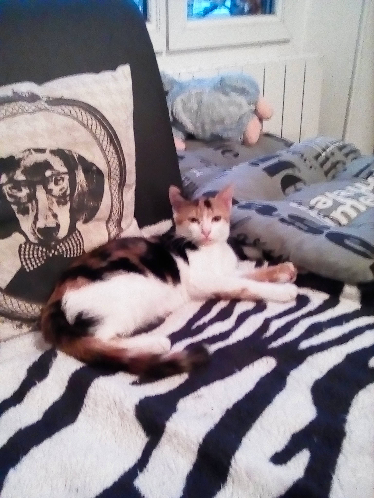 Cacahuette participe au concours pour gagner de l'argent avec cette photo : aegean_cat, american_shorthair, asian, carnivore, cat, couch, domestic_short_haired_cat, european_shorthair, felidae, fur, furniture, kitten, mammal, nap, paw, small_to_medium_sized_cats, tail, whiskers