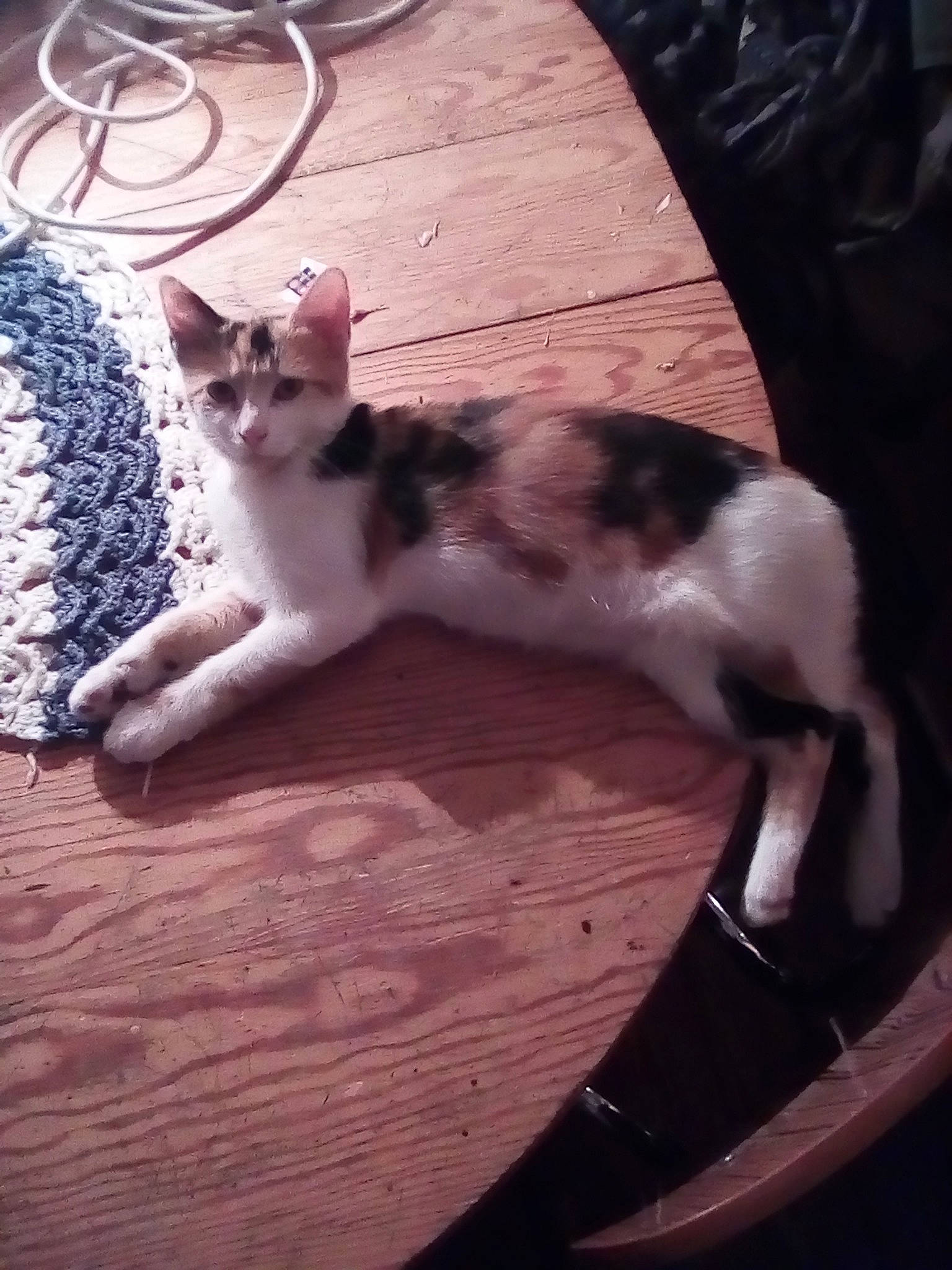 Cacahuette a rejoint le concours — aidez-le/la à gagner de superbes lots ! aegean_cat, american_wirehair, carnivore, cat, ear, european_shorthair, fawn, felidae, fur, kitten, leg, mammal, small_to_medium_sized_cats, tail, whiskers