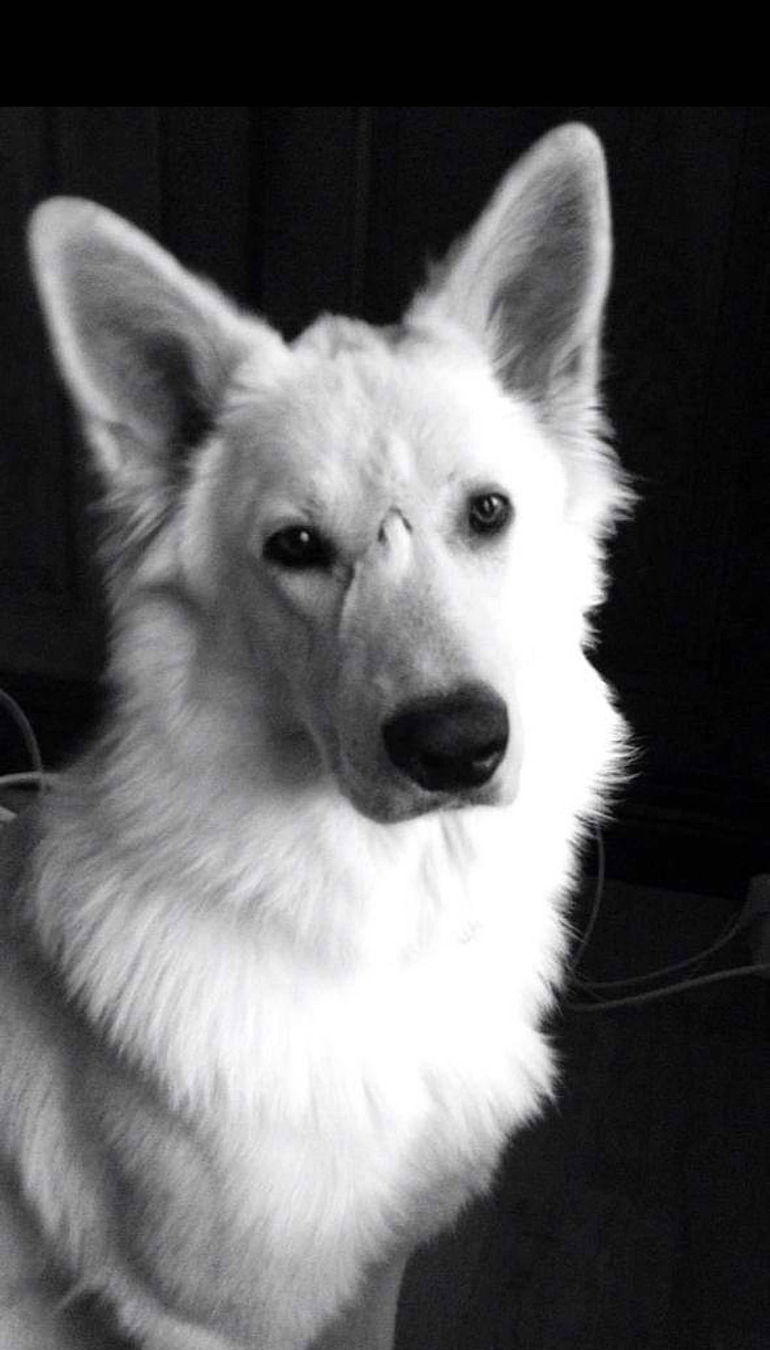 Isy participe au concours pour gagner de l'argent avec cette photo : ancient_dog_breeds, canidae, carnivore, companion_dog, dog, dog_breed, ear, eye, fur, head, jaw, monochrome, monochrome_photography, non_sporting_group, snout, sporting_group, terrestrial_animal, whiskers, wildlife, working_dog