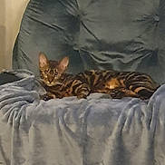 Yuna participe au concours pour gagner de l'argent avec cette photo : cat, tabby, animal, pet, feline, blanket, chair, furniture, indoor, relaxing, resting, cute, cozy, striped, ears, eyes, whiskers, soft, comfortable, domestic