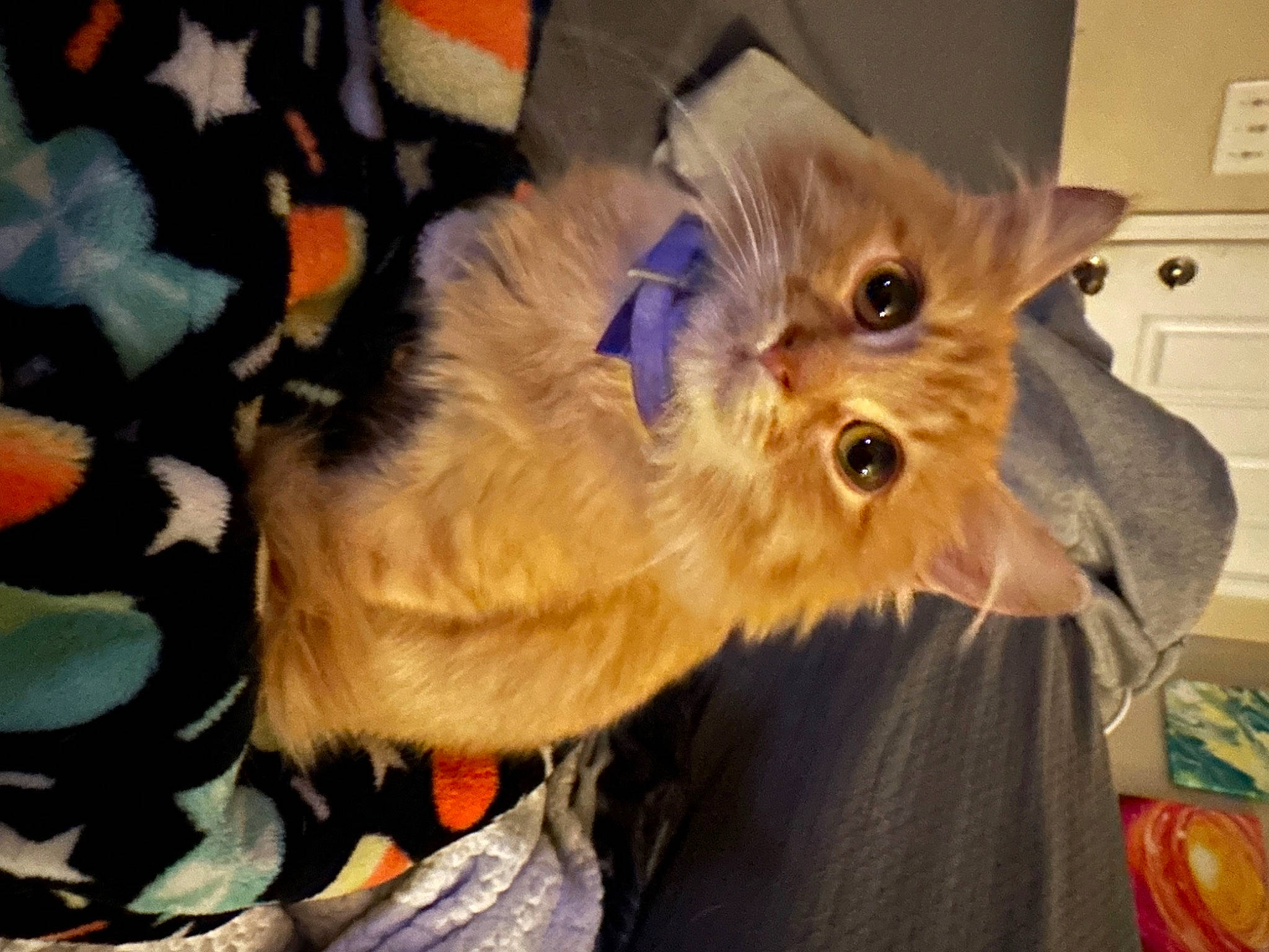 Noodle joined the competition — help win amazing prizes! cabinetry, carnivore, cat, claw, companion_dog, dog_breed, dog_supply, felidae, fur, home_appliance, liver, paw, pomeranian, small_to_medium_sized_cats, sporting_group, tail, terrier, toy_dog, wall_plate, whiskers