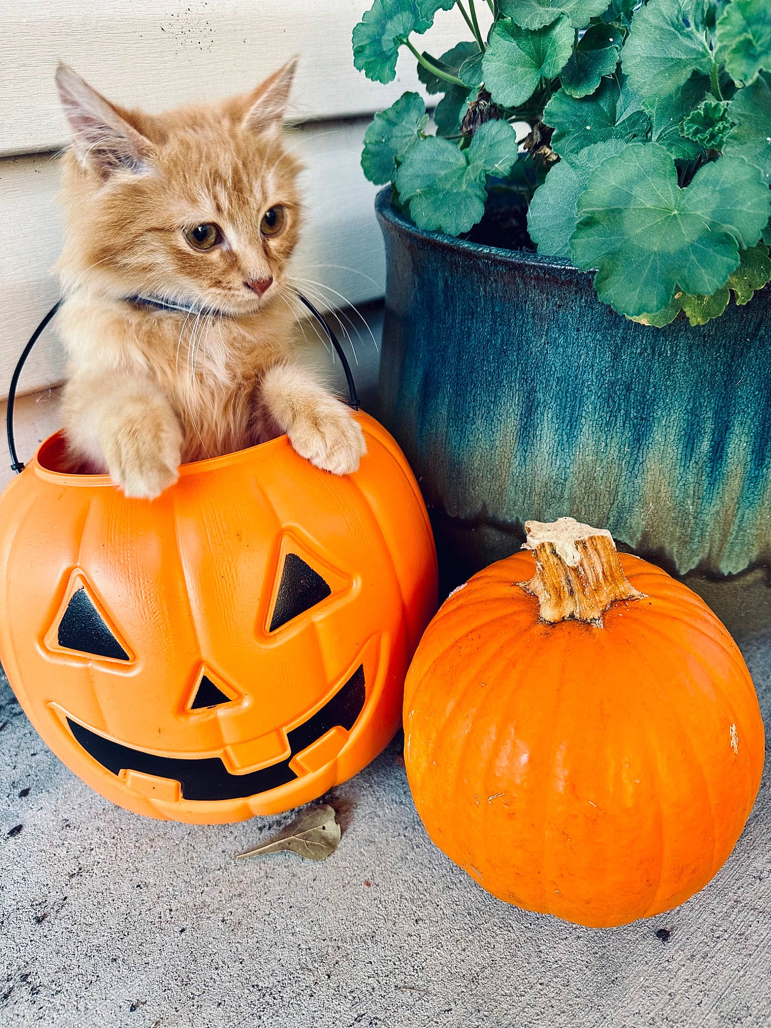Noodle is registered to the contest to win money with this photo: art, calabaza, carnivore, cat, creative_arts, cucurbita, felidae, flowerpot, gourd, grass, green, houseplant, jack_o_lantern, natural_foods, orange, plant, pumpkin, squash, vegetable, winter_squash