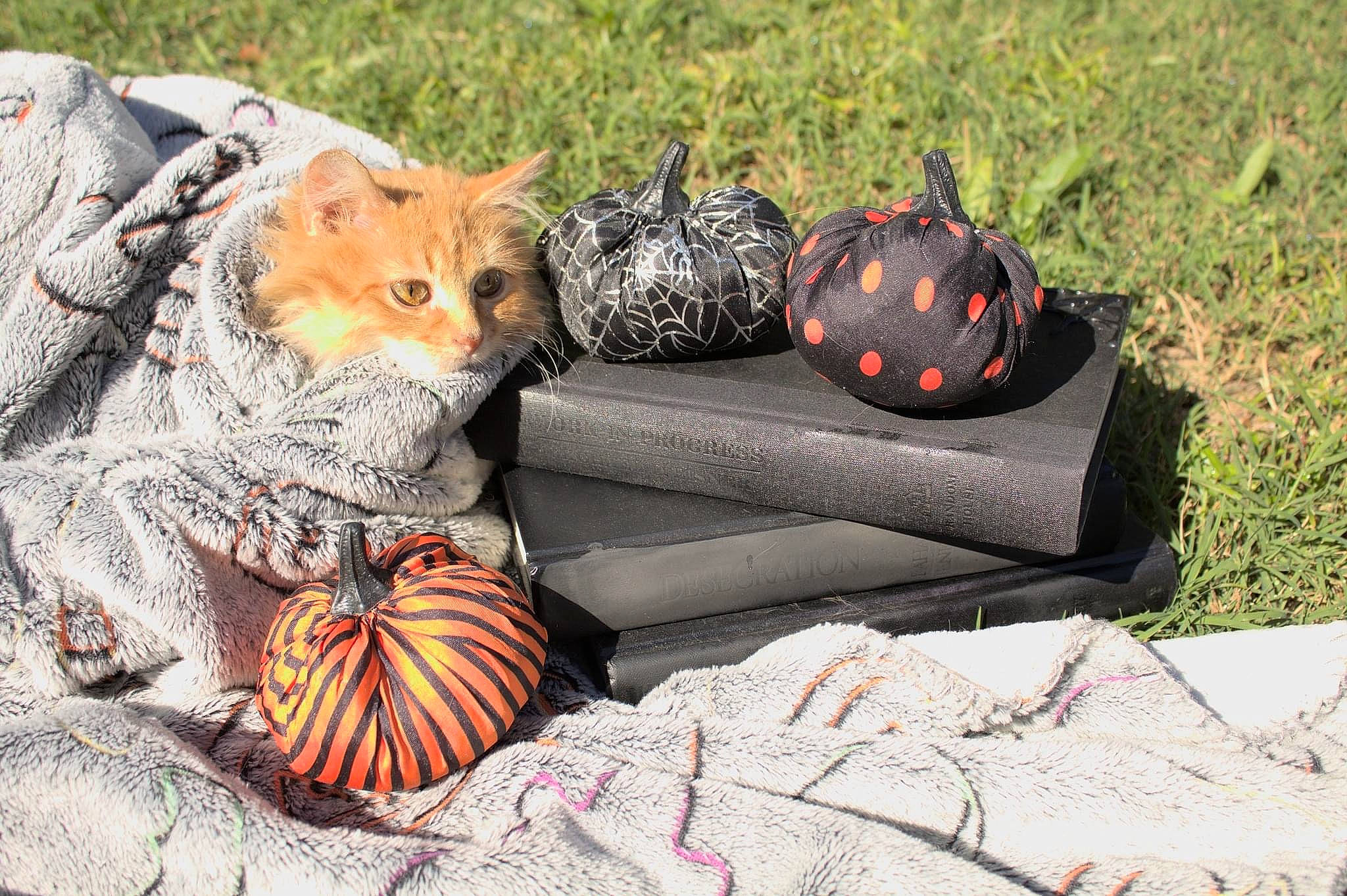 Noodle joined the competition — help win amazing prizes! bag, big_cats, calabaza, carnivore, couch, cucurbita, fashion_accessory, felidae, gourd, grass, luggage_and_bags, orange, plant, pumpkin, terrestrial_animal, toy, vegetable, whiskers, wildlife, winter_squash