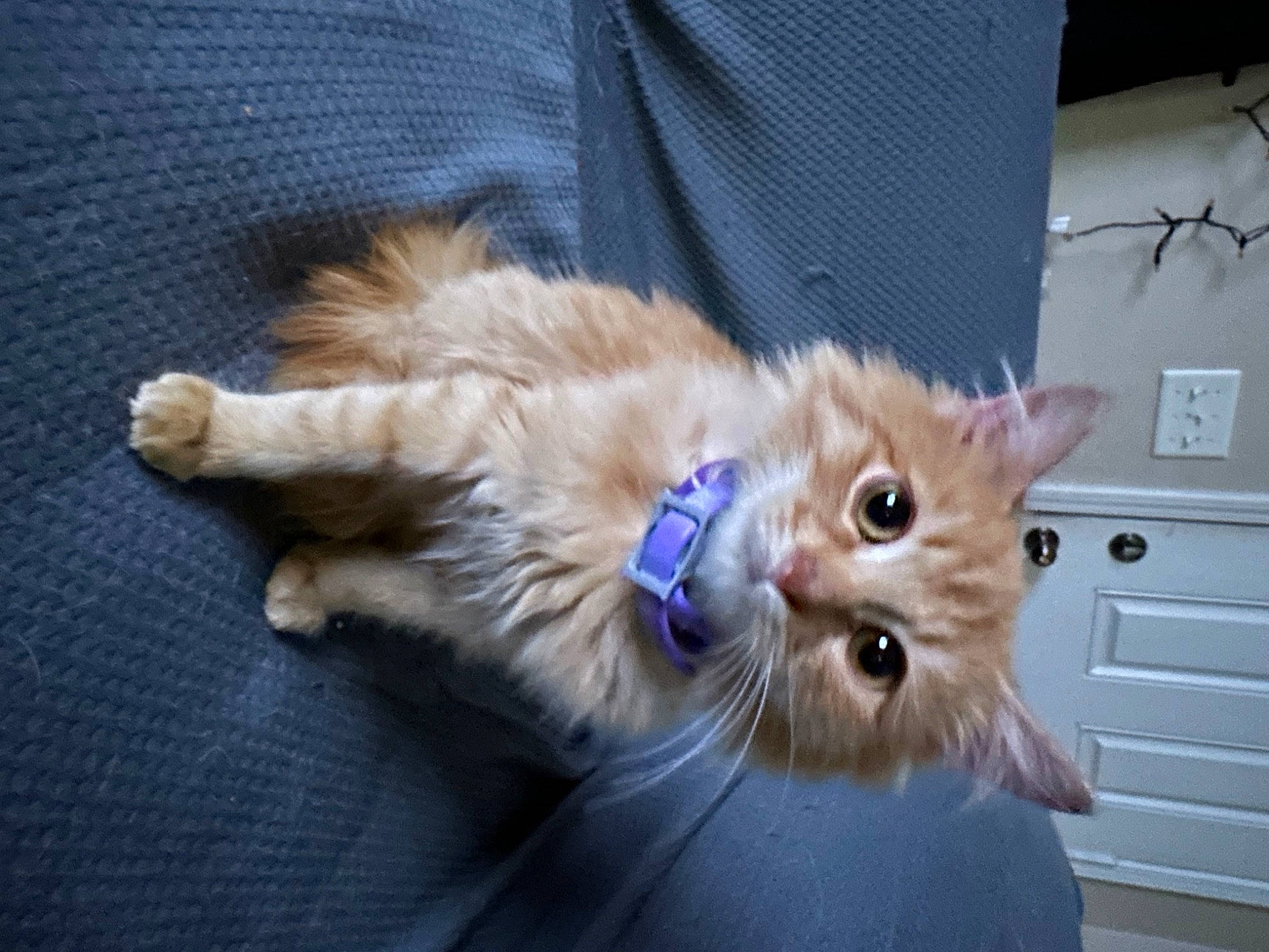 Noodle joined the competition — help win amazing prizes! cabinetry, carnivore, cat, chest_of_drawers, claw, companion_dog, dog_breed, domestic_short_haired_cat, drawer, dresser, electric_blue, fawn, felidae, fur, paw, small_to_medium_sized_cats, snout, tail, whiskers, wood