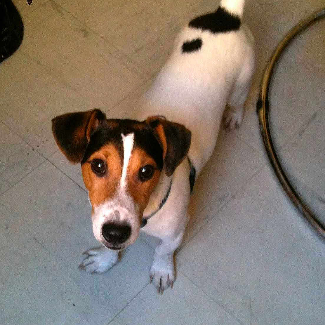 MILO