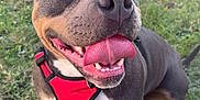 Uracane participe au concours pour gagner de l'argent avec cette photo : dog, canine, pet, outdoor, grass, harness, tongue_out, happy, smiling, brown, black, short_hair, ears, nose, paw, animal, nature, sunlight, closeup, friendly