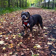 Uracane a rejoint le concours — aidez-le/la à gagner de superbes lots ! dog, autumn, forest, leaves, path, trees, outdoor, canine, walking, nature, red_harness, fall, park, animal, brown, black, tan, leaf_litter, scenery, daytime