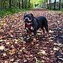 dog, autumn, forest, leaves, path, trees, outdoor, canine, walking, nature, red_harness, fall, park, animal, brown, black, tan, leaf_litter, scenery, daytime