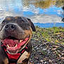 dog, canine, happy, outdoor, lake, water, trees, leaves, nature, grass, reflection, sky, clouds, tongue_out, pet, muzzle, fur, harness, smile, closeup