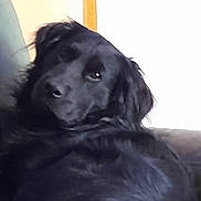 Jack participe au concours pour gagner de l'argent avec cette photo : animal, black_dog, calm, canine, closeup, companion, couch, dog, domestic_animal, friendly, fur, furry, household, indoor, laying_down, looking_back, pet, portrait, relaxed, resting