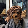 animal, bathroom, brown, counter, cozy, cute, dog, face, fur, gray, indoors, light, mirror, pet, portrait, reflection, sitting, soft, towel, wrapped