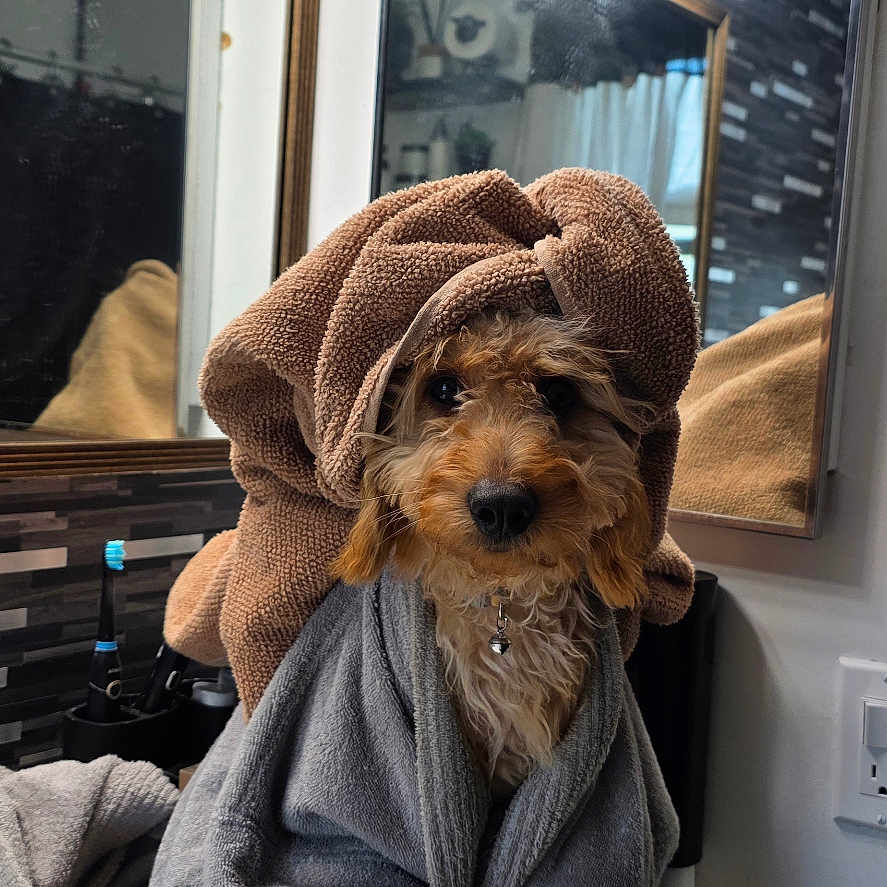 Nova joined the competition — help win amazing prizes! animal, bathroom, brown, counter, cozy, cute, dog, face, fur, gray, indoors, light, mirror, pet, portrait, reflection, sitting, soft, towel, wrapped