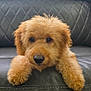 Nova is registered to the contest to win money with this photo: adorable, animal, black_leather_couch, brown_fur, cozy, curly_fur, cute, dog, fluffy, front_paws, furniture, indoor, looking_at_camera, natural_light, pet, portrait, puppy, relaxed, seated, window